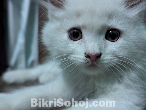 persian cat
